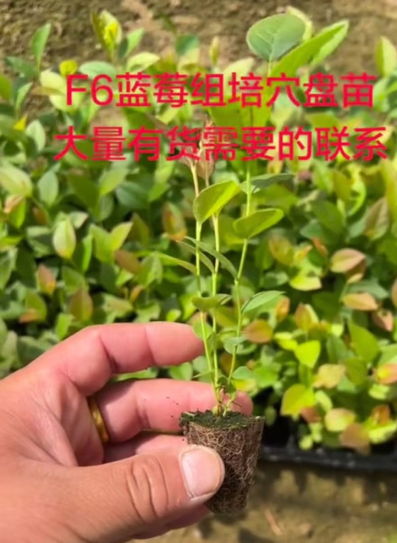 蓝莓苗基地供应。量大质优价格优惠一手货源欢迎咨询采购