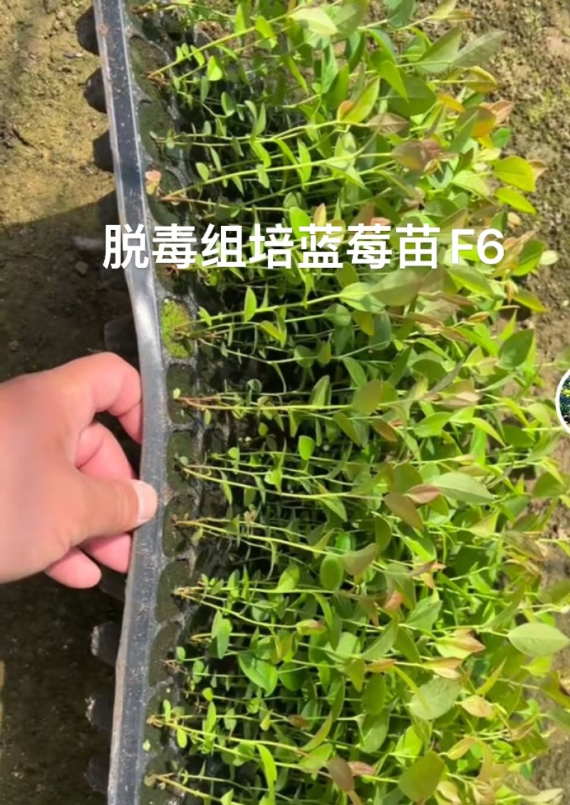 蓝莓苗基地供应。量大质优价格优惠一手货源欢迎咨询采购