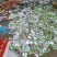 辣椒苗小米辣椒苗