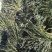 萝卜缨大量上市厂家直发价格优惠品质保证欢迎来电洽谈