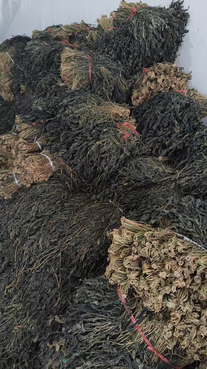 萝卜缨大量上市厂家直发价格优惠品质保证欢迎来电洽谈