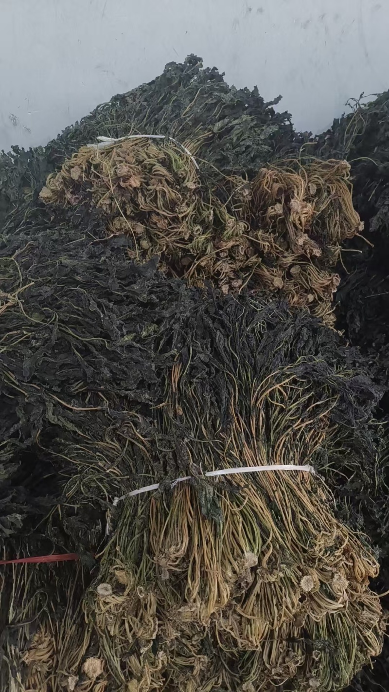 萝卜缨大量上市厂家直发价格优惠品质保证欢迎来电洽谈
