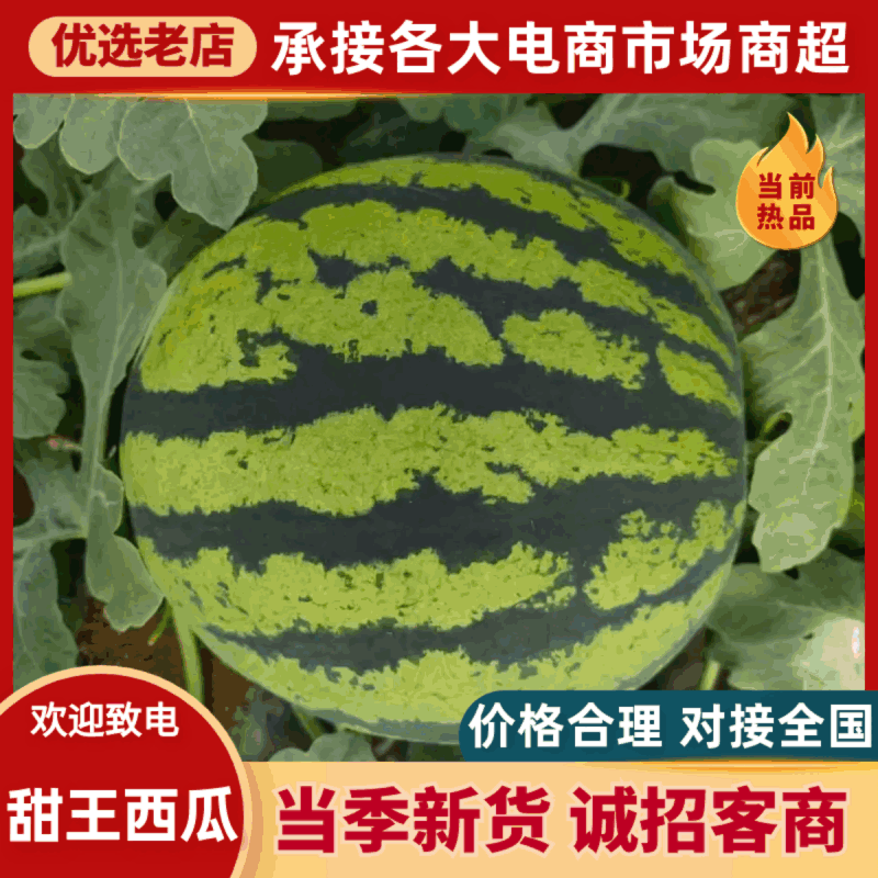 山东泗水大棚甜王西瓜量大从优质量保证欢迎咨询