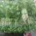 新鲜荠荠菜，春日限定