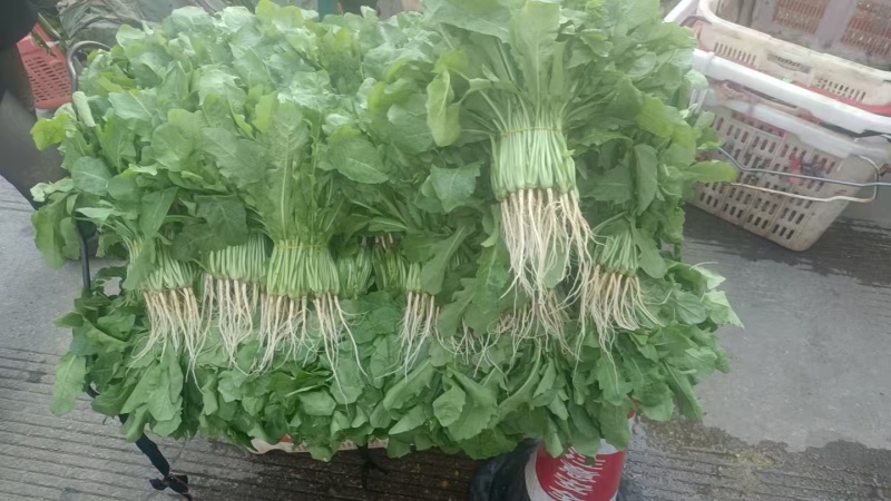 新鲜荠荠菜，春日限定