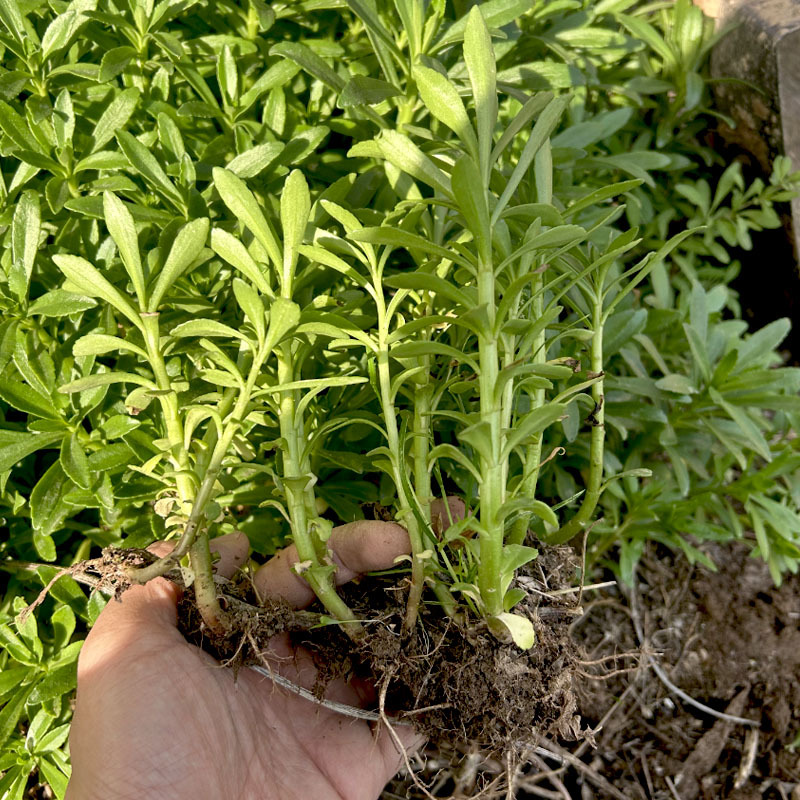 救心菜种苗批发易种植多年生春秋四季种植