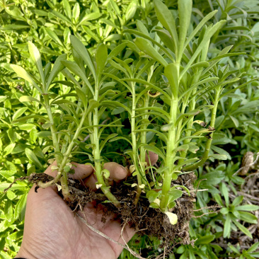 救心菜种苗批发易种植多年生春秋四季种植