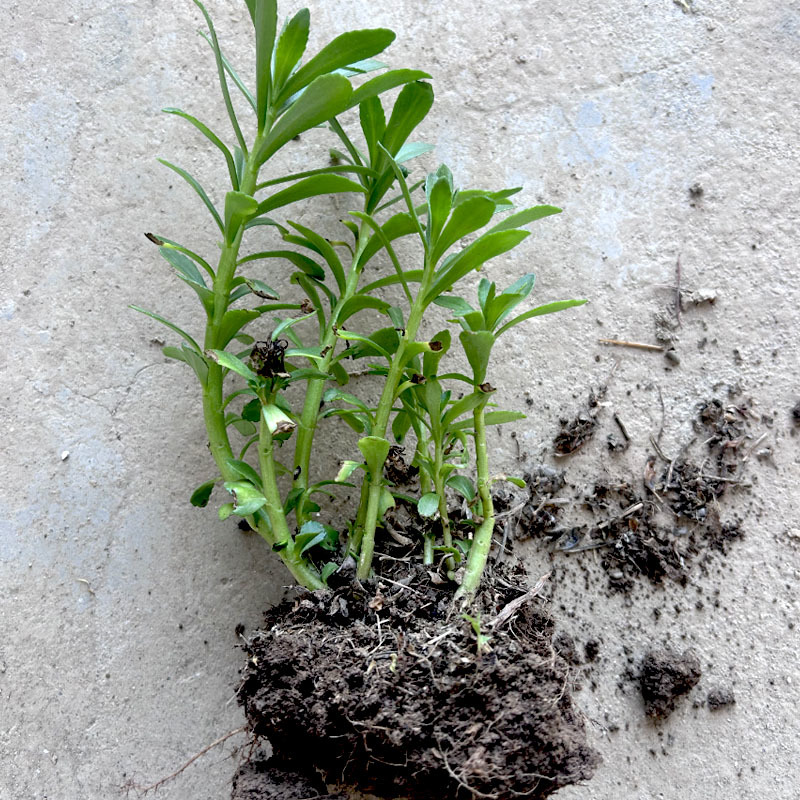 救心菜种苗批发易种植多年生春秋四季种植