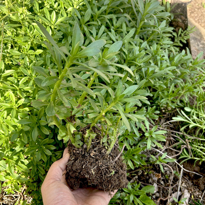 救心菜种苗批发易种植多年生春秋四季种植