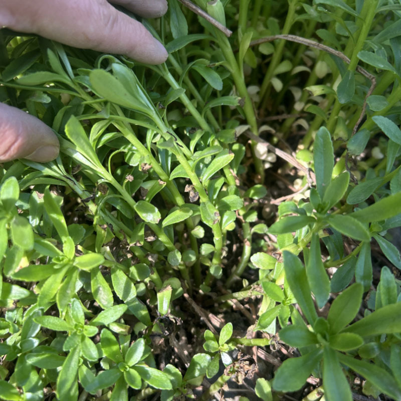 救心菜种苗批发易种植多年生春秋四季种植