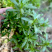 救心菜种苗批发易种植多年生春秋四季种植