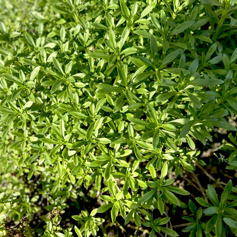 救心菜种苗批发易种植多年生春秋四季种植