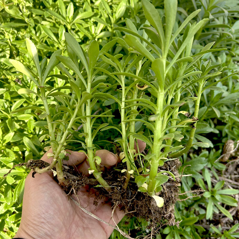 救心菜种苗批发易种植多年生春秋四季种植