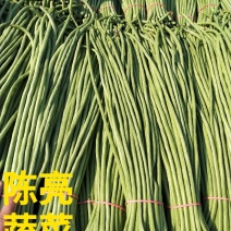 河南长豆角，无鼓豆，颜色好，顺条长，直，产地直供，价格便