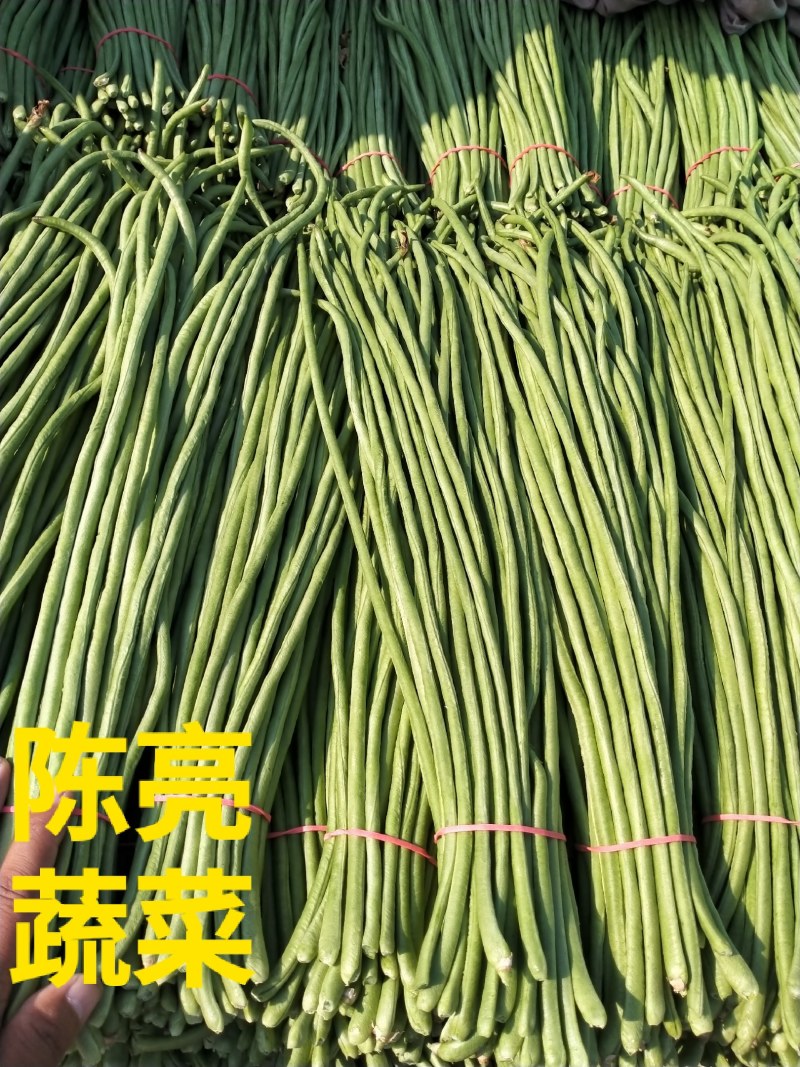 河南长豆角，无鼓豆，颜色好，顺条长，直，产地直供，价格便