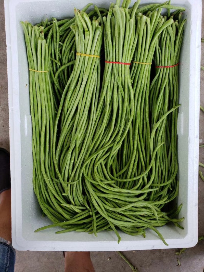 河南长豆角，无鼓豆，颜色好，顺条长，直，产地直供，价格便