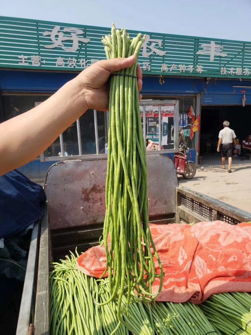 河南长豆角，无鼓豆，颜色好，顺条长，直，产地直供，价格便