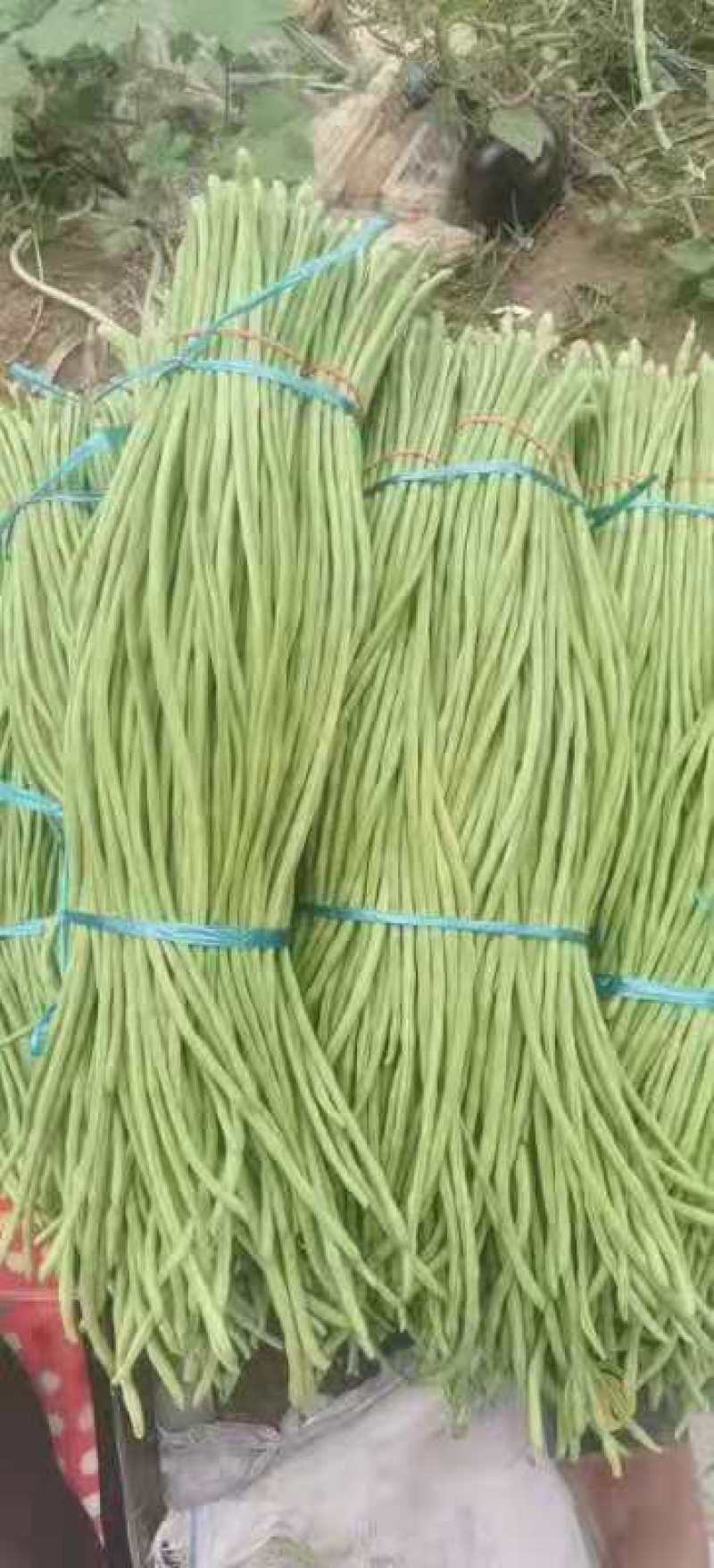 河南长豆角，无鼓豆，颜色好，顺条长，直，产地直供，价格便