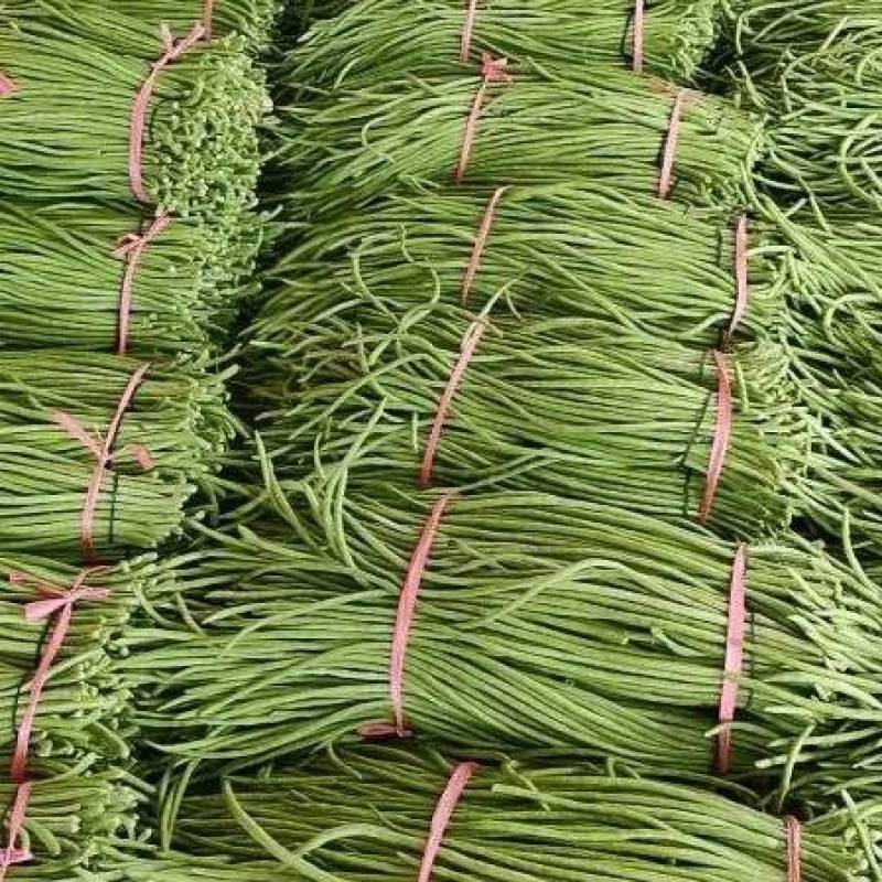 新鲜青条长豆角青豆角质量好，可以加工，对接市场，商超