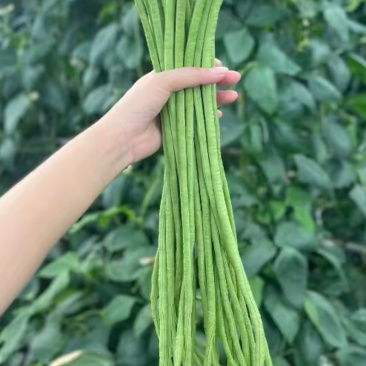 新鲜青条长豆角青豆角质量好，可以加工，对接市场，商超