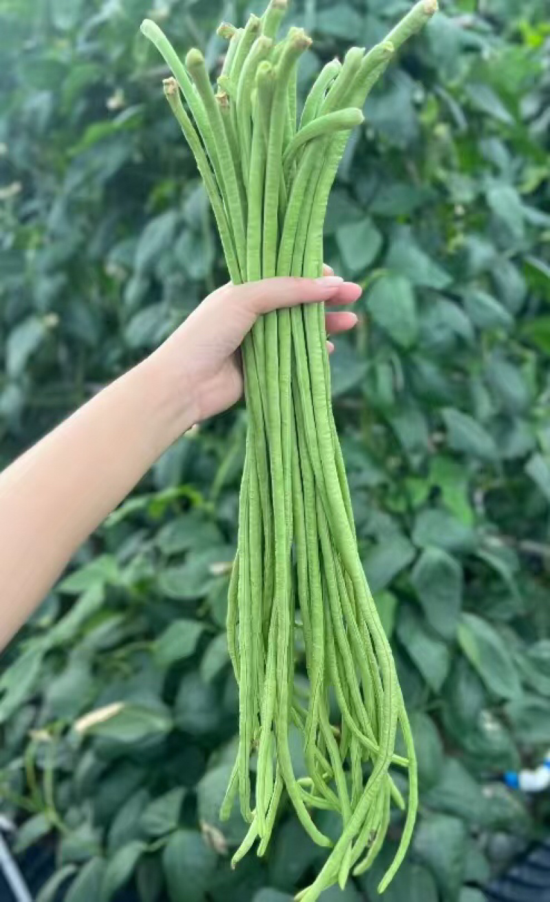 新鲜青条长豆角青豆角质量好，可以加工，对接市场，商超