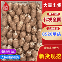 毛芋头精品芋头8520芋头规格齐全软糯香甜价低