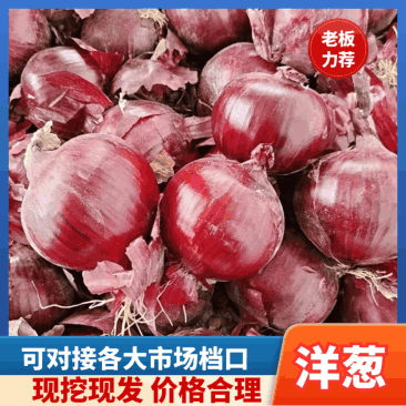 【坏烂包赔】红皮洋葱紫皮洋葱产地货源价格便宜质量保证