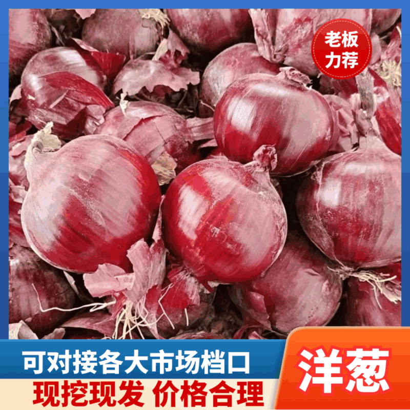【坏烂包赔】红皮洋葱紫皮洋葱产地货源价格便宜质量保证