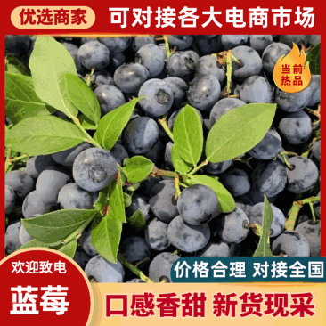 山东蓝莓头茬莱克西蓝莓L25F6L11薄雾优瑞卡