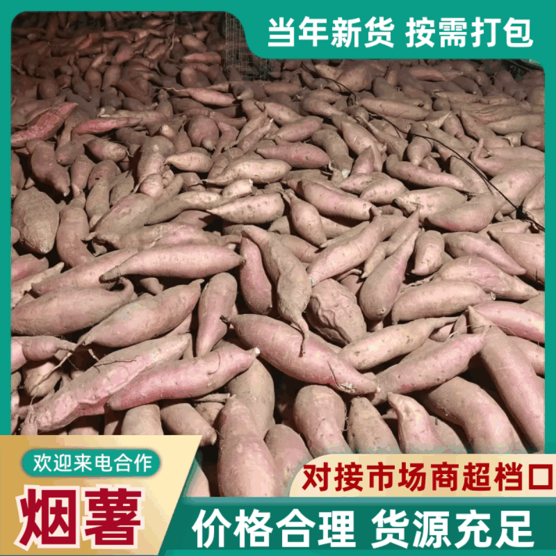2026烟薯25软糯香甜流油批发电商烤薯店价格便宜