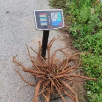 鲜赤芍对接全国量大从优可视频看货欢迎选购