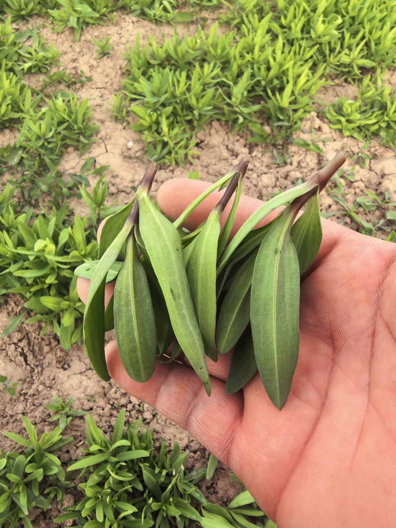山东精品山苜楂菜上市现挖现发品质上乘欢迎来电洽谈