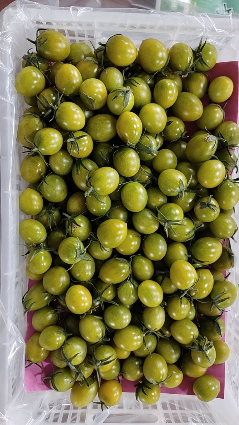 青甜小番茄口感纯甜适合中高端市场合作社发货