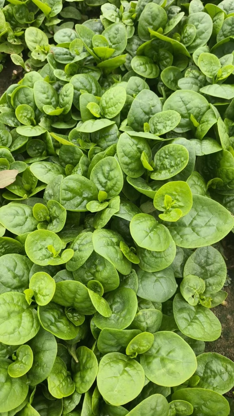 木耳菜/落葵江苏木耳菜大棚木耳菜产地批发支持视频看货
