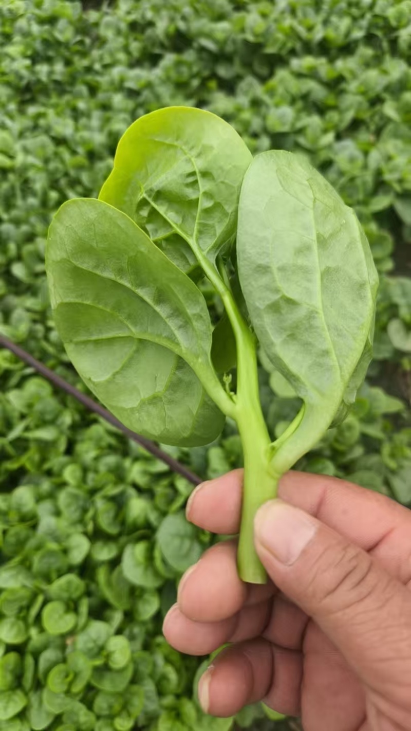 木耳菜/落葵江苏木耳菜大棚木耳菜产地批发支持视频看货