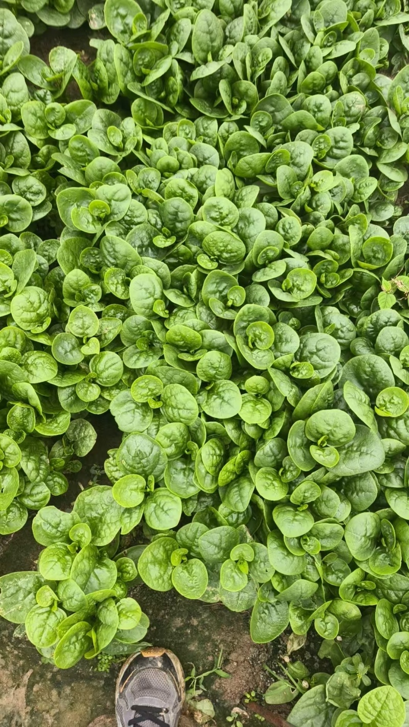 木耳菜/落葵江苏木耳菜大棚木耳菜产地批发支持视频看货