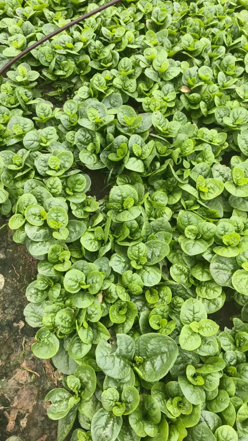 木耳菜/落葵江苏木耳菜大棚木耳菜产地批发支持视频看货