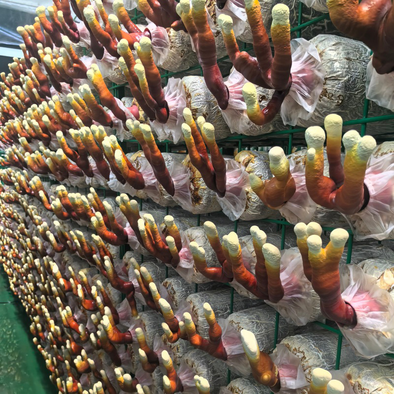 【牛商优选】灵芝菌包新手易种食用观赏两用厂家直销