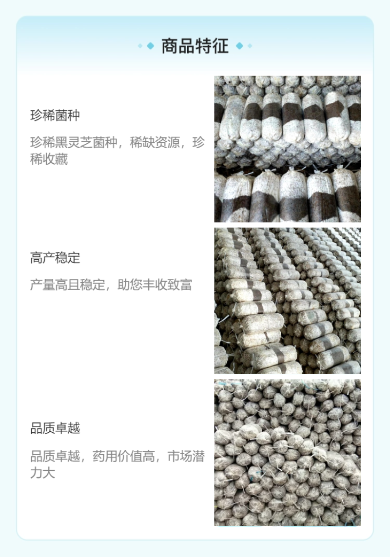 【牛商优选】灵芝菌包新手易种食用观赏两用厂家直销