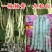 高纯九粒白芸豆种子四季豆角种籽孑早熟高产春秋季老来少豆角