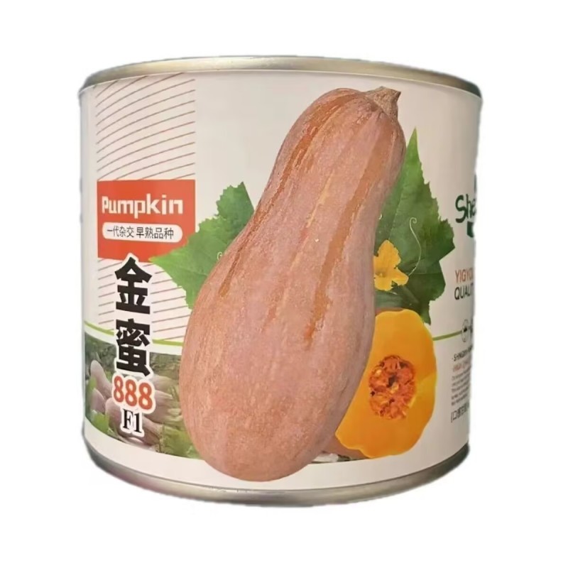 金蜜蜜本南瓜种子罐装高产蜜本南瓜种籽大面积种植杂交南瓜种