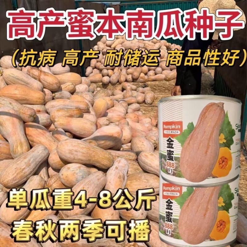 金蜜蜜本南瓜种子罐装高产蜜本南瓜种籽大面积种植杂交南瓜种