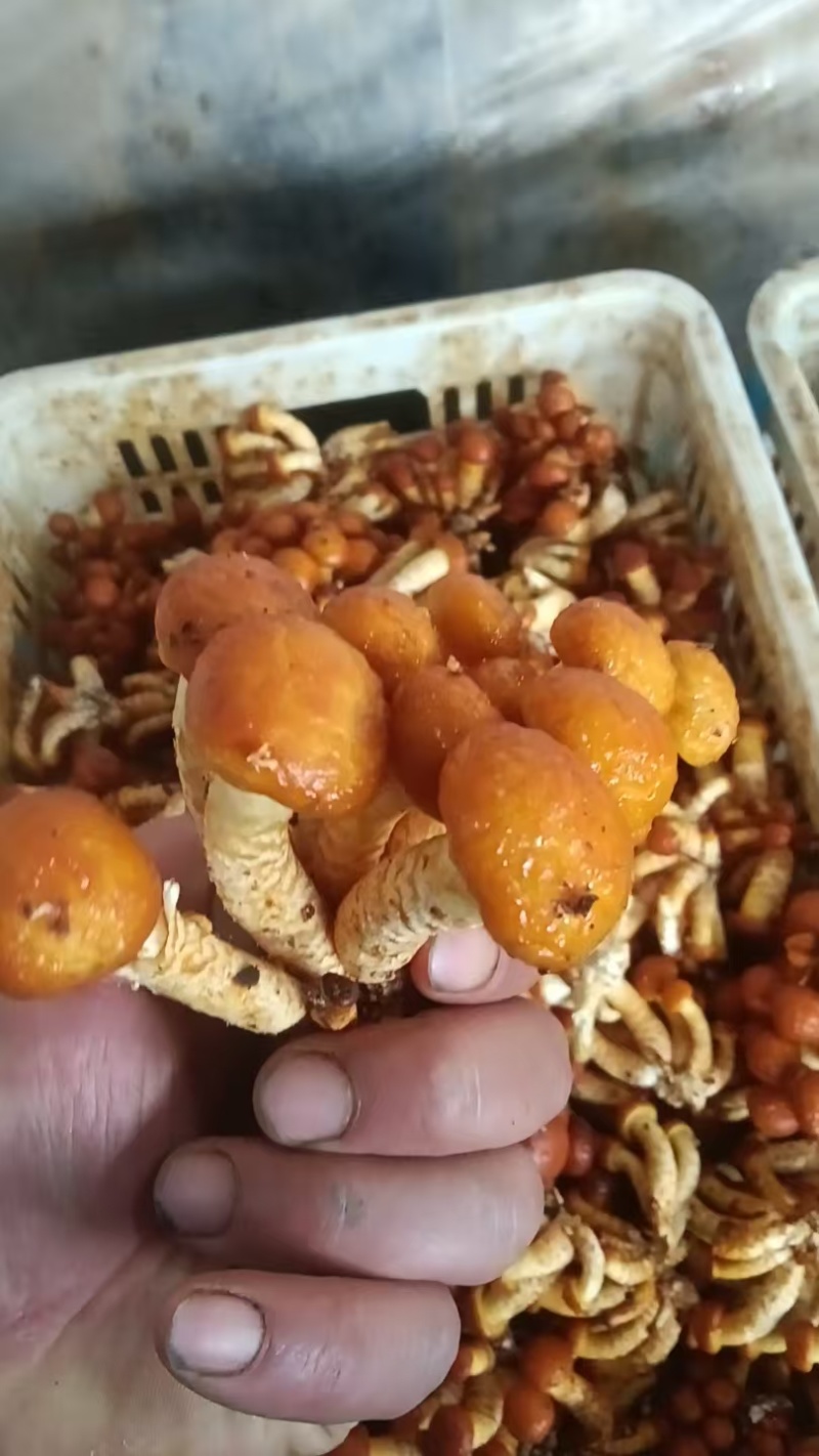 【精品】滑子菇全国发货现摘现发质量保证欢迎老板咨询