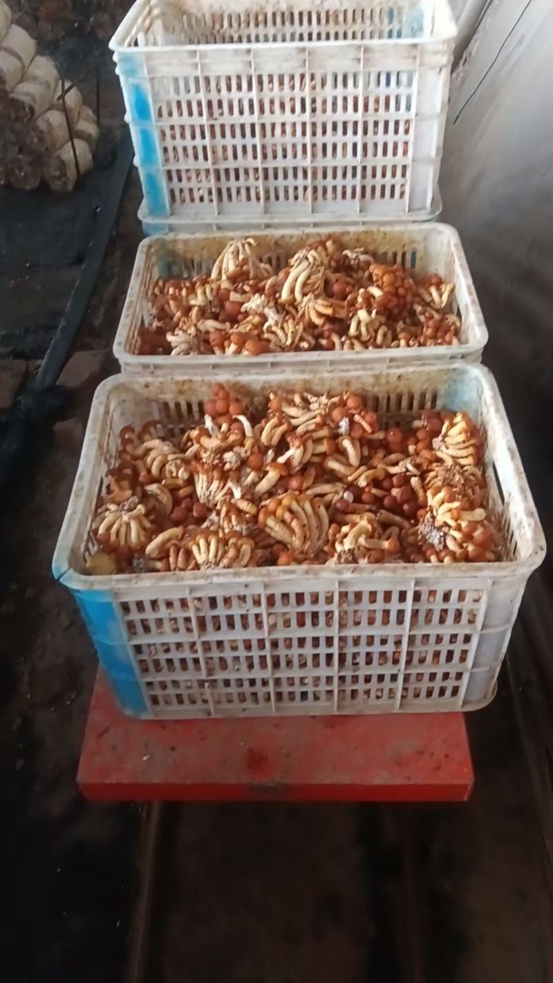 【精品】滑子菇全国发货现摘现发质量保证欢迎老板咨询