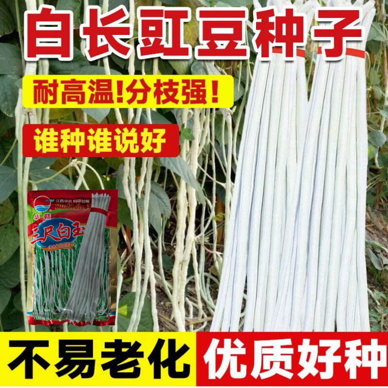 华赣三尺白玉豆角种子早熟荚粗糯性好厚肉银白纯白豆角种江西