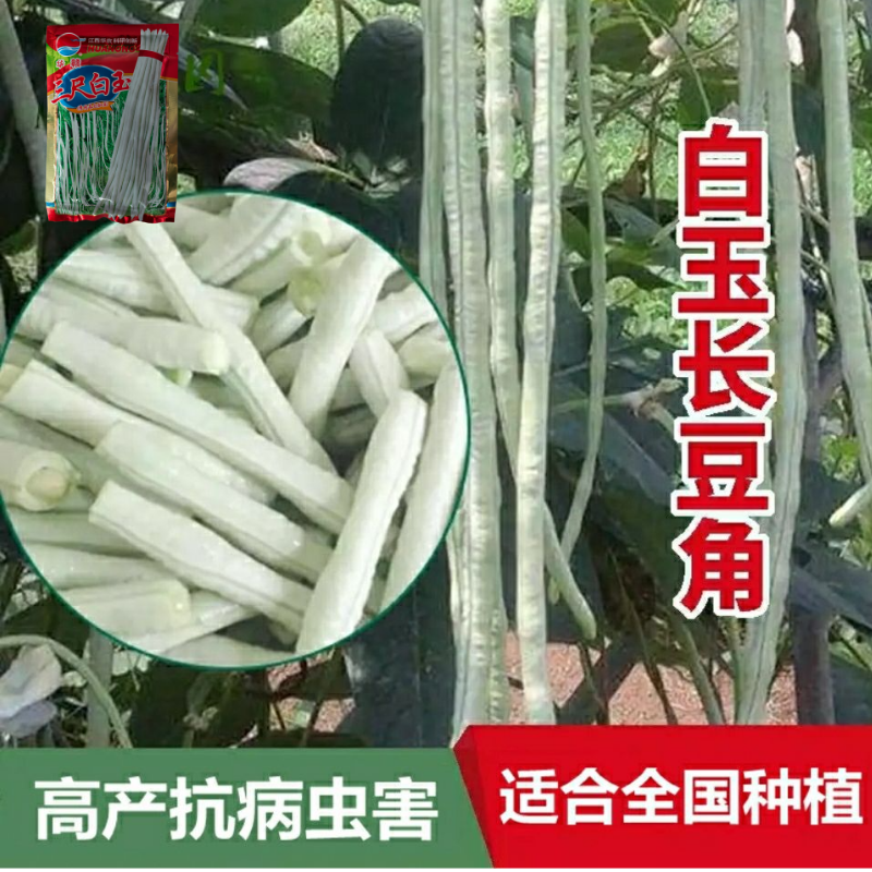 华赣三尺白玉豆角种子早熟荚粗糯性好厚肉银白纯白豆角种江西