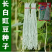 华赣三尺白玉豆角种子早熟荚粗糯性好厚肉银白纯白豆角种江西