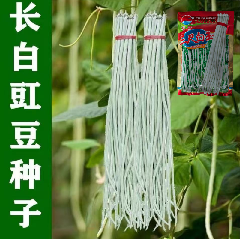 华赣三尺白玉豆角种子早熟荚粗糯性好厚肉银白纯白豆角种江西