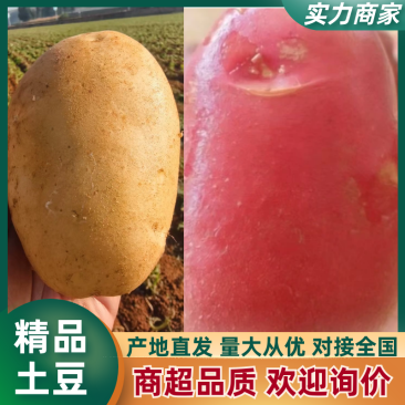 土豆沃土,v7实验一,希森,雪川红。可视频看货