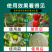 鱼蛋白水溶肥氨基酸叶面肥农用冲施肥桶肥生根剂鱼蛋白水溶肥